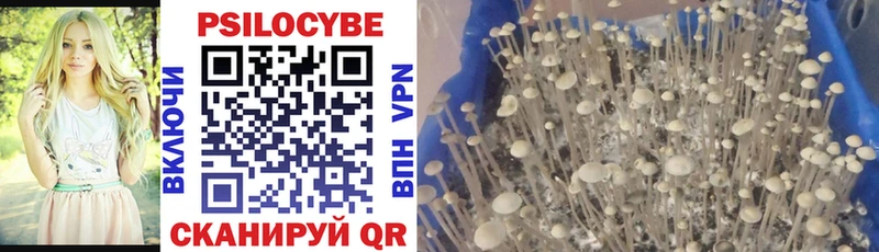 где купить наркоту Тарко-Сале Галлюциногенные грибы Psilocybine cubensis